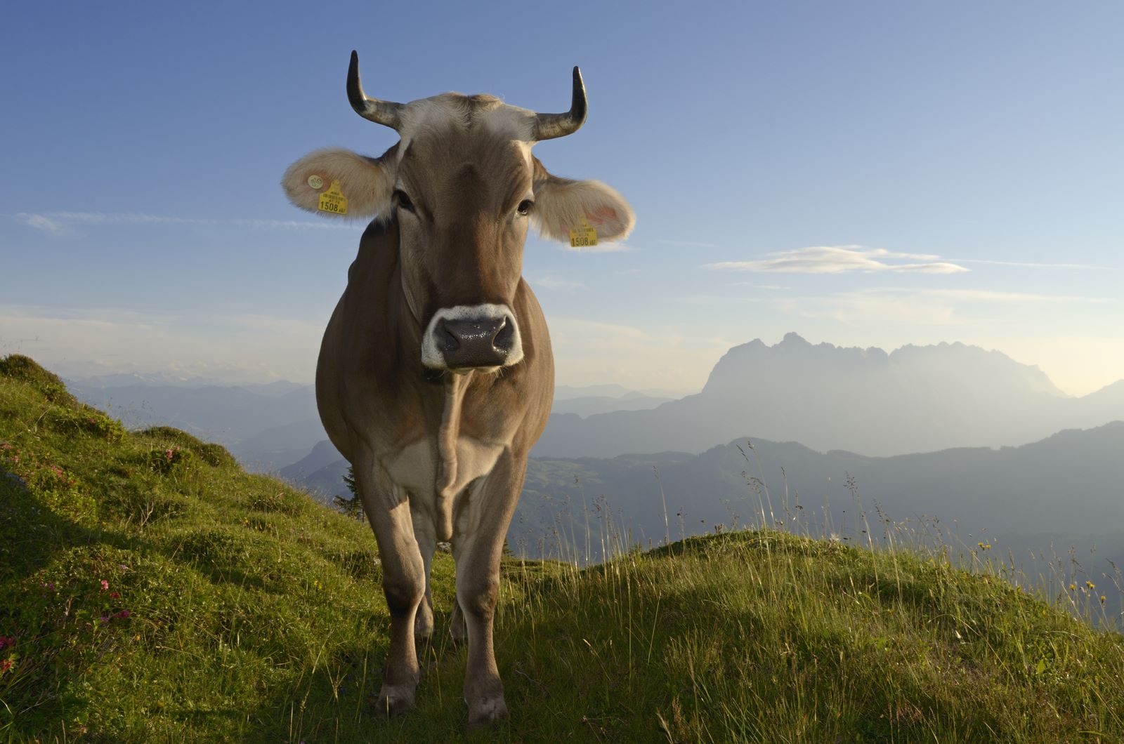 Kuh auf der Eggenalm © Eisele Hein